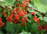 Ribes rubrum. Соплодия с созревающими плодами. Московская обл., Раменский р-н, окр. дер. Хрипань, садовый участок. 10.07.2024.