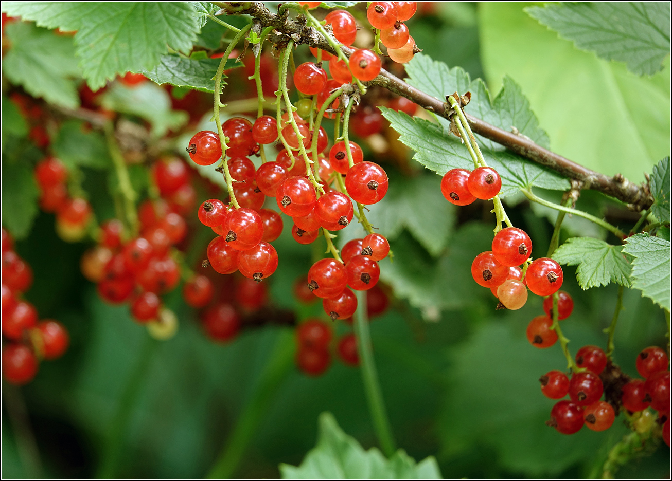 Image of Ribes rubrum specimen.