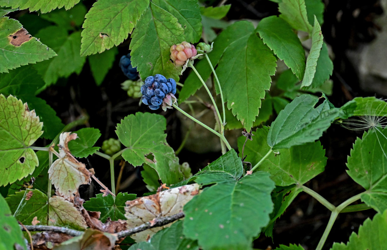 Изображение особи Rubus caesius.