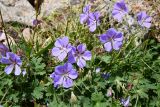 Geranium saxatile