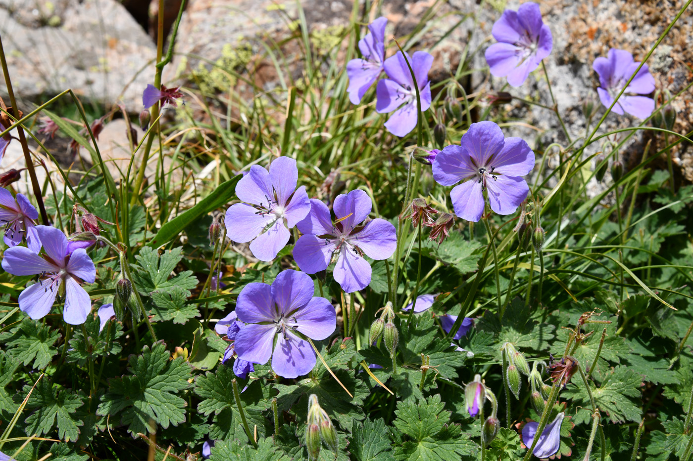 Image of Geranium saxatile specimen.