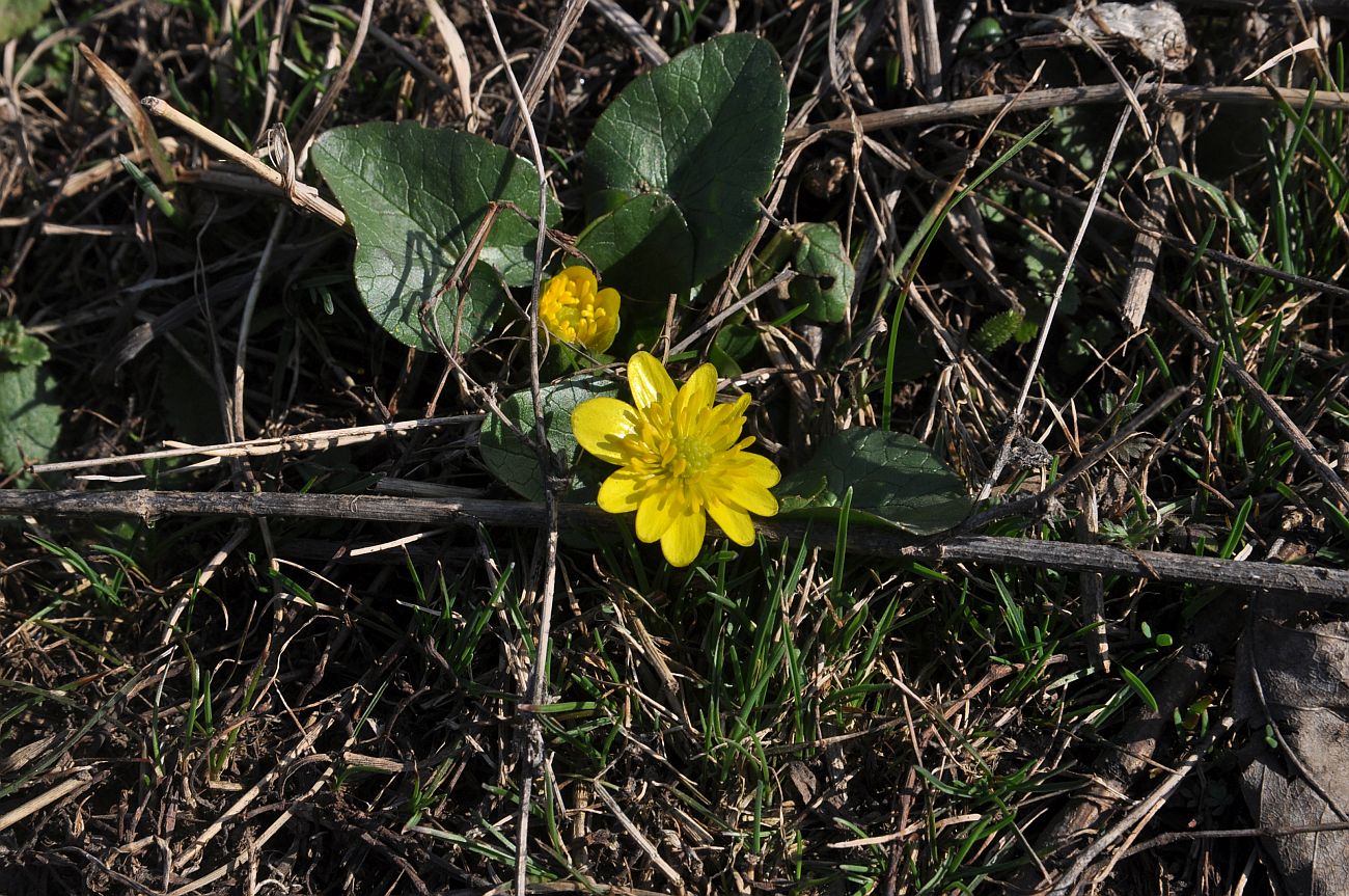 Image of genus Ficaria specimen.