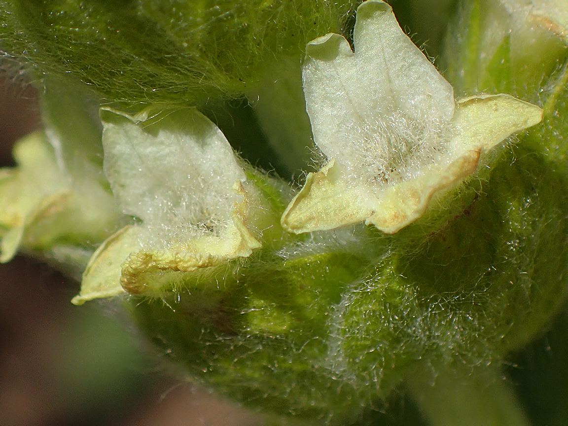 Изображение особи Sideritis catillaris.