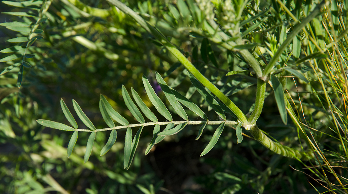 Изображение особи Astragalus onobrychis.
