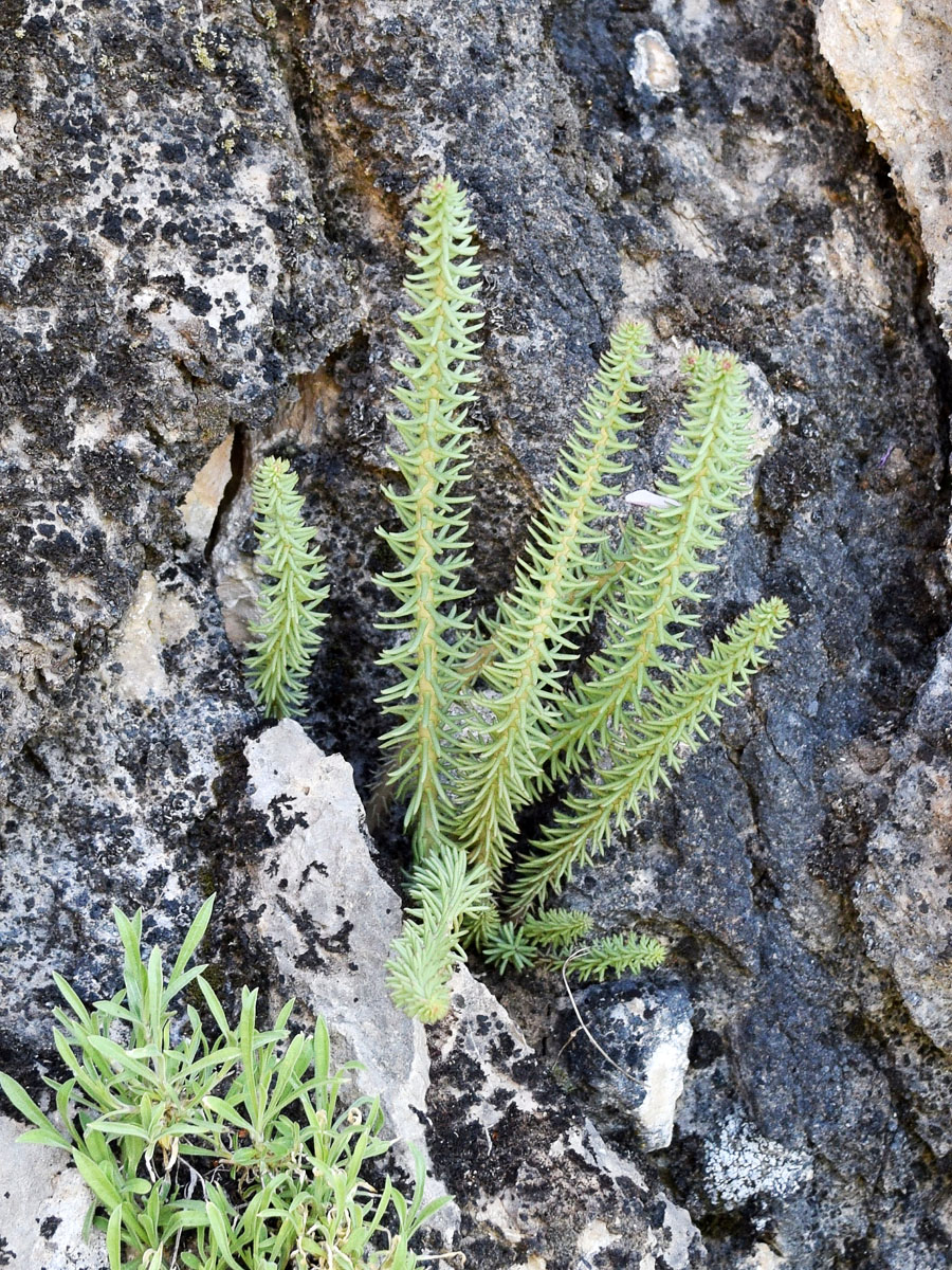 Image of Pseudosedum longidentatum specimen.