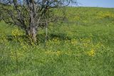 Brassica campestris
