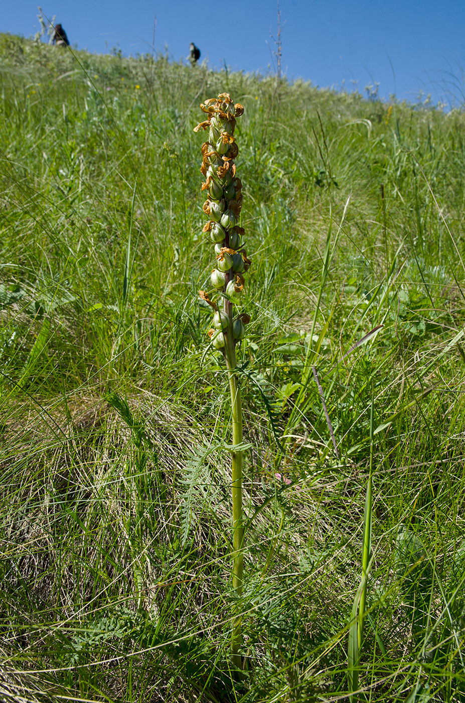 Image of genus Pedicularis specimen.