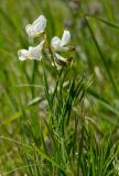 View full-size image Lathyrus pallescens