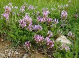 View full-size image Astragalus masenderanus