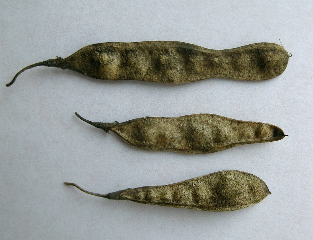 Image of Laburnum alpinum specimen.