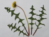 Taraxacum tortilobum