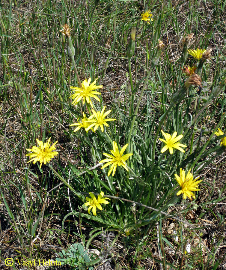 Изображение особи Scorzonera mollis.