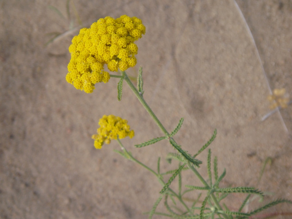 Image of Achillea micrantha specimen.