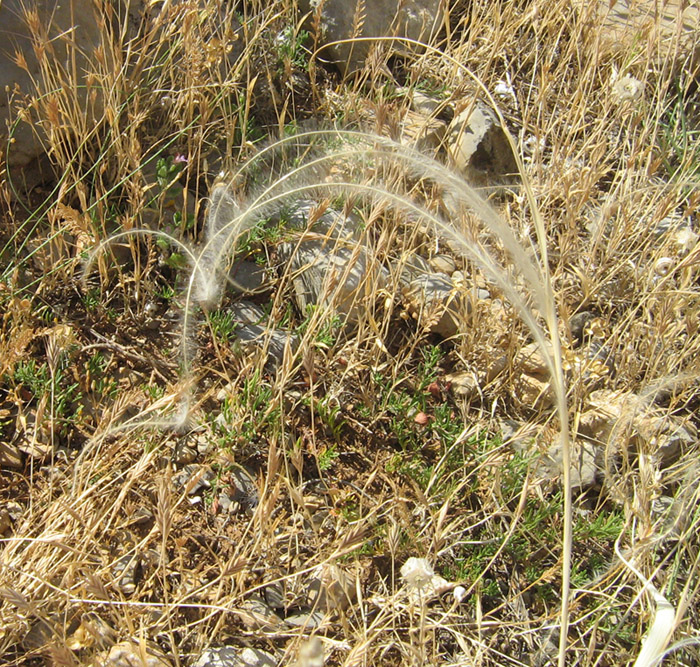 Image of Stipa lithophila specimen.