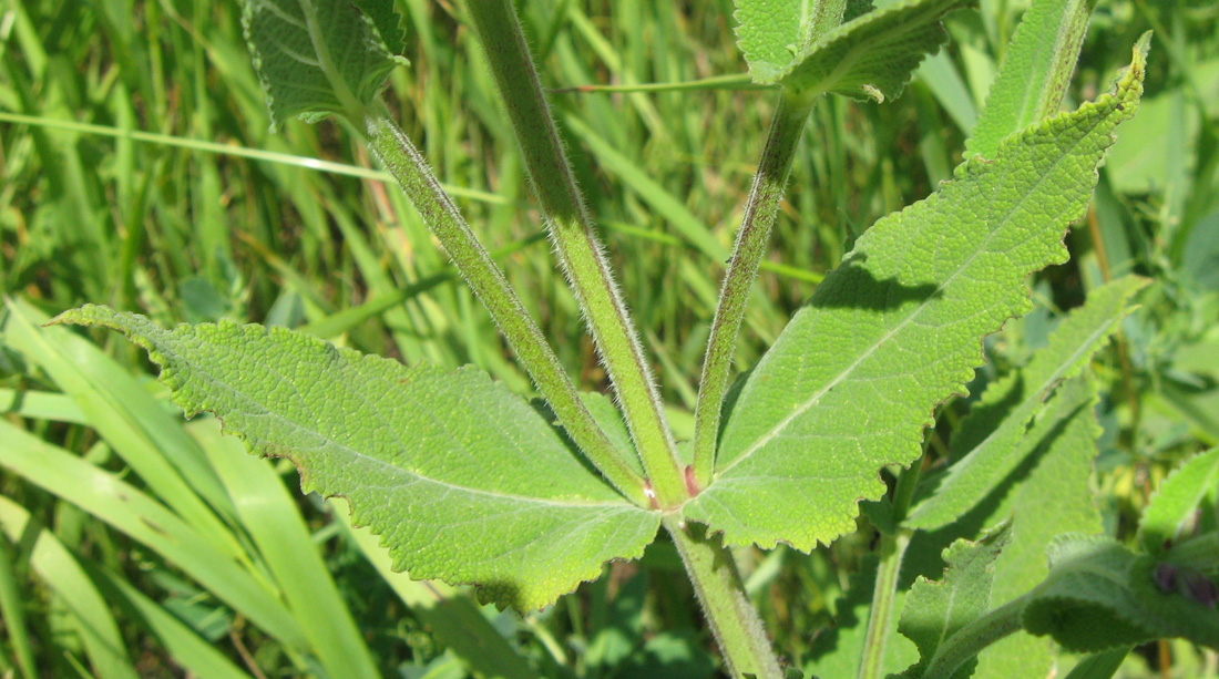 Изображение особи Salvia tesquicola.