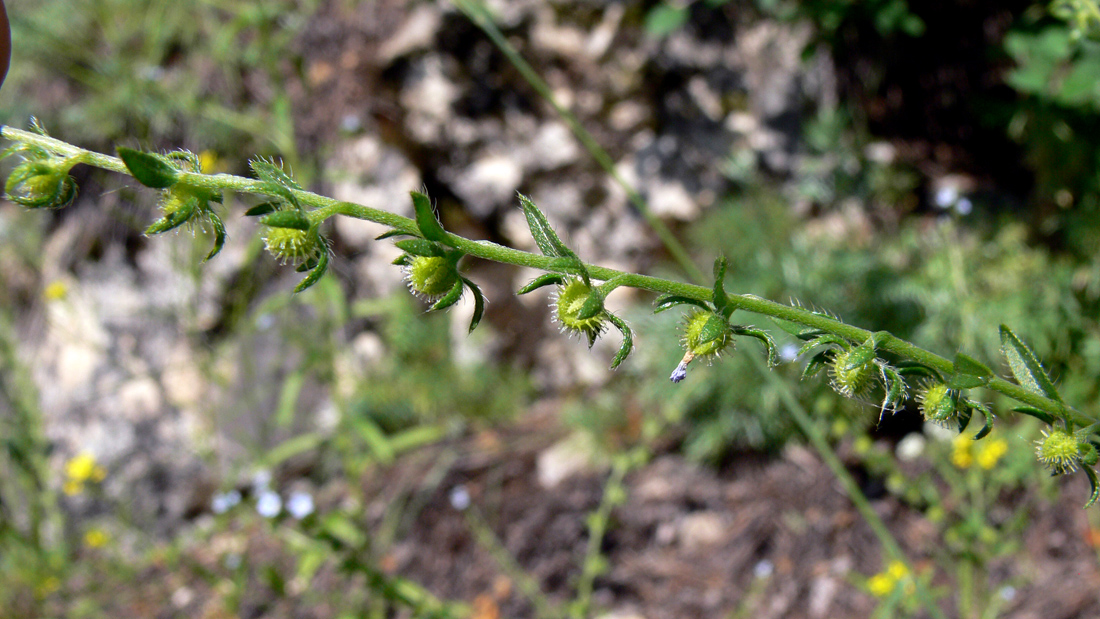 Image of Lappula squarrosa specimen.