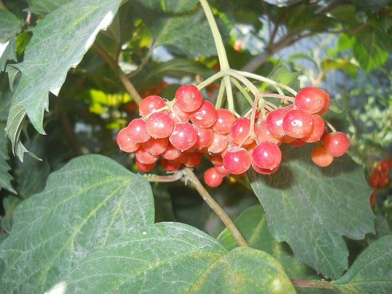 Изображение особи Viburnum opulus.