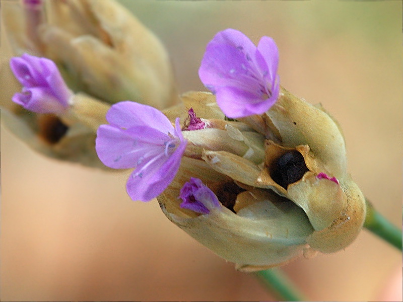 Image of Petrorhagia prolifera specimen.