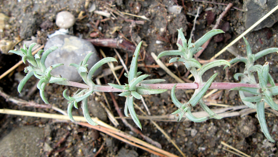 Image of Petrosimonia brachiata specimen.