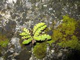 Ceterach officinarum. Растение на бетонном ограждении набережной. Абхазия, Гудаутский р-н, г. Новый Афон, набережная, на стене. 15 июля 2008 г.