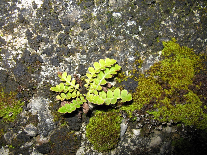 Image of Ceterach officinarum specimen.