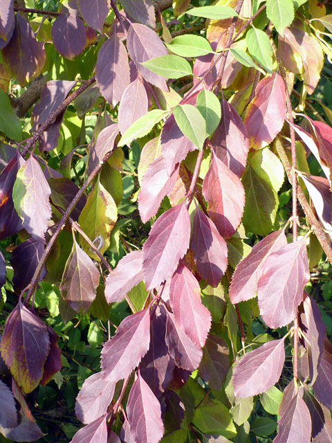 Image of Forsythia &times; intermedia specimen.