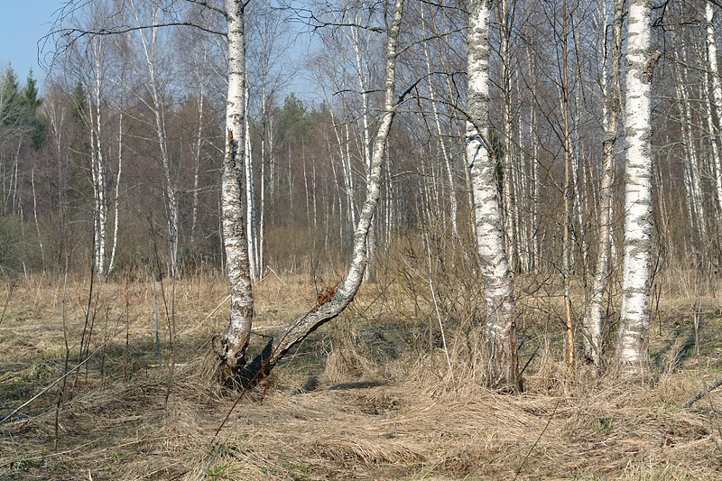 Image of Betula pendula specimen.