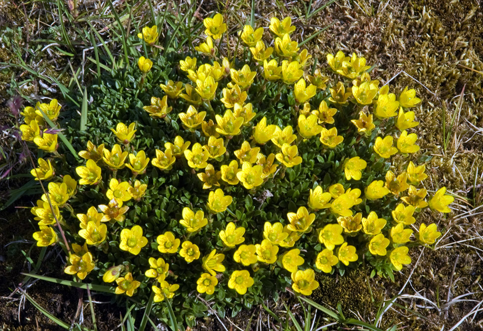 Image of Saxifraga serpyllifolia specimen.