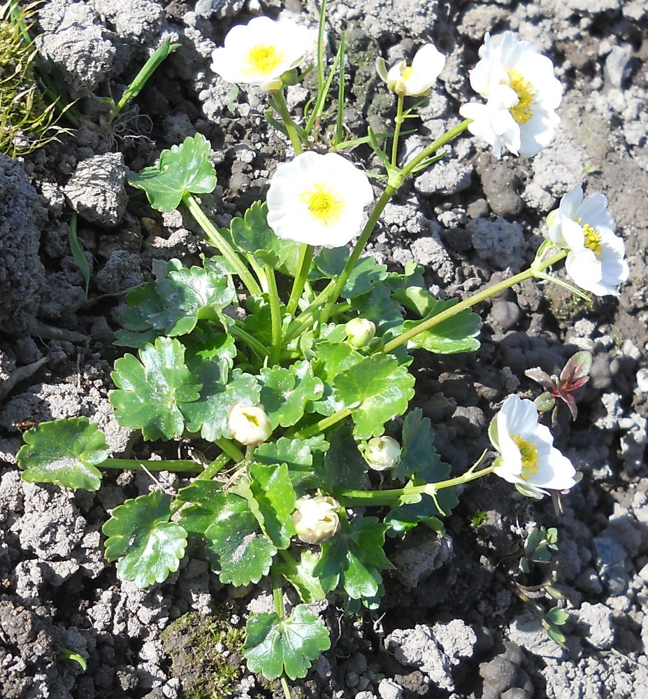 Image of Ranunculus crenatus specimen.