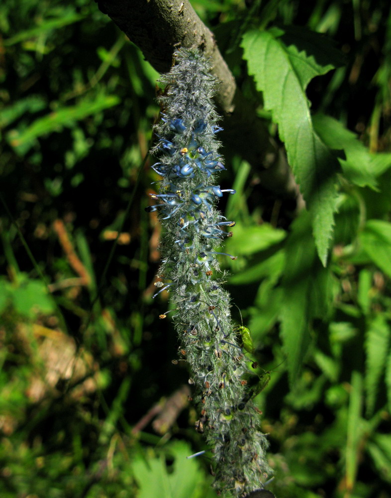 Image of Veronica sajanensis specimen.