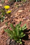 Taraxacum ostenfeldii. Цветущее растение. Свердловская обл., окр. г. Североуральск, правый берег канала Дублёр, известняковая осыпь по склону. 24.05.2011.