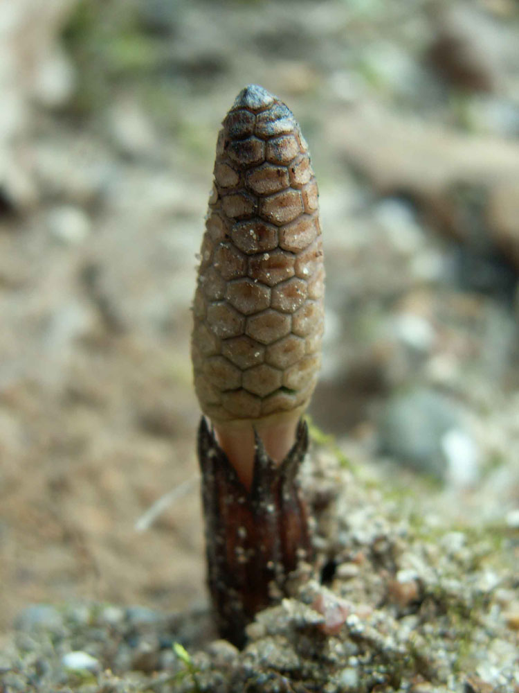 Image of Equisetum arvense specimen.