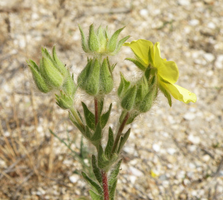 Image of Potentilla astracanica specimen.