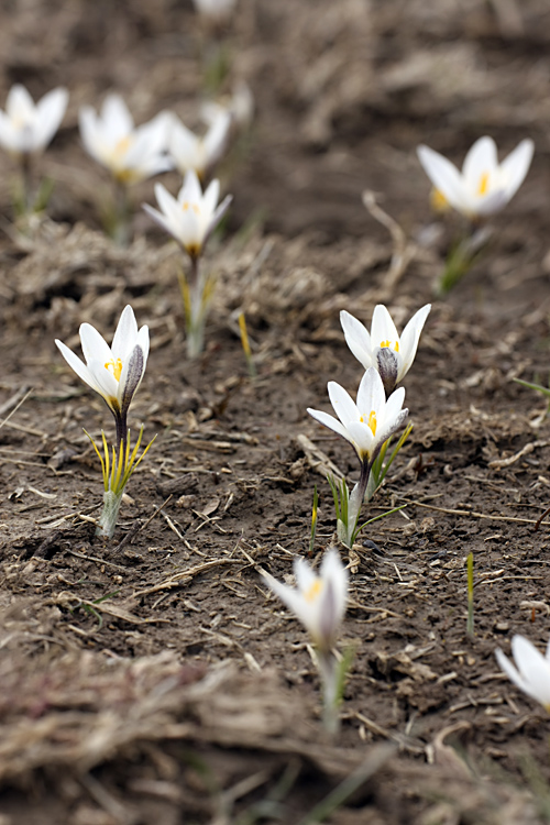 Изображение особи Crocus alatavicus.