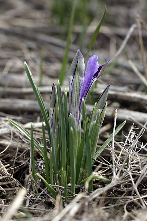 Изображение особи Iridodictyum kolpakowskianum.