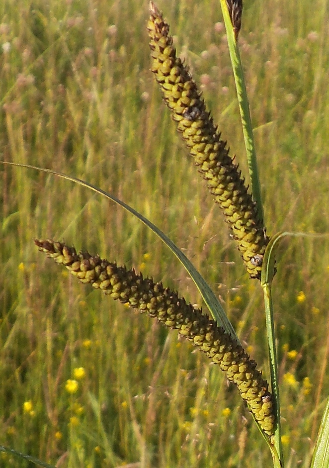 Image of Carex acuta specimen.