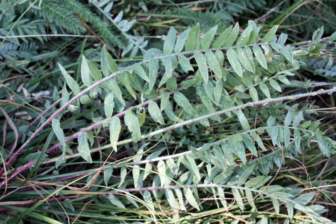 Image of Oxytropis pilosissima specimen.