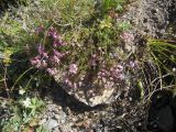 Asperula abchasica. Цветущее растение. Кабардино-Балкария, долина р. Кала-Кулак, урочище Джилы-Су, ≈ 2400 м н.у.м. 22.07.2012.