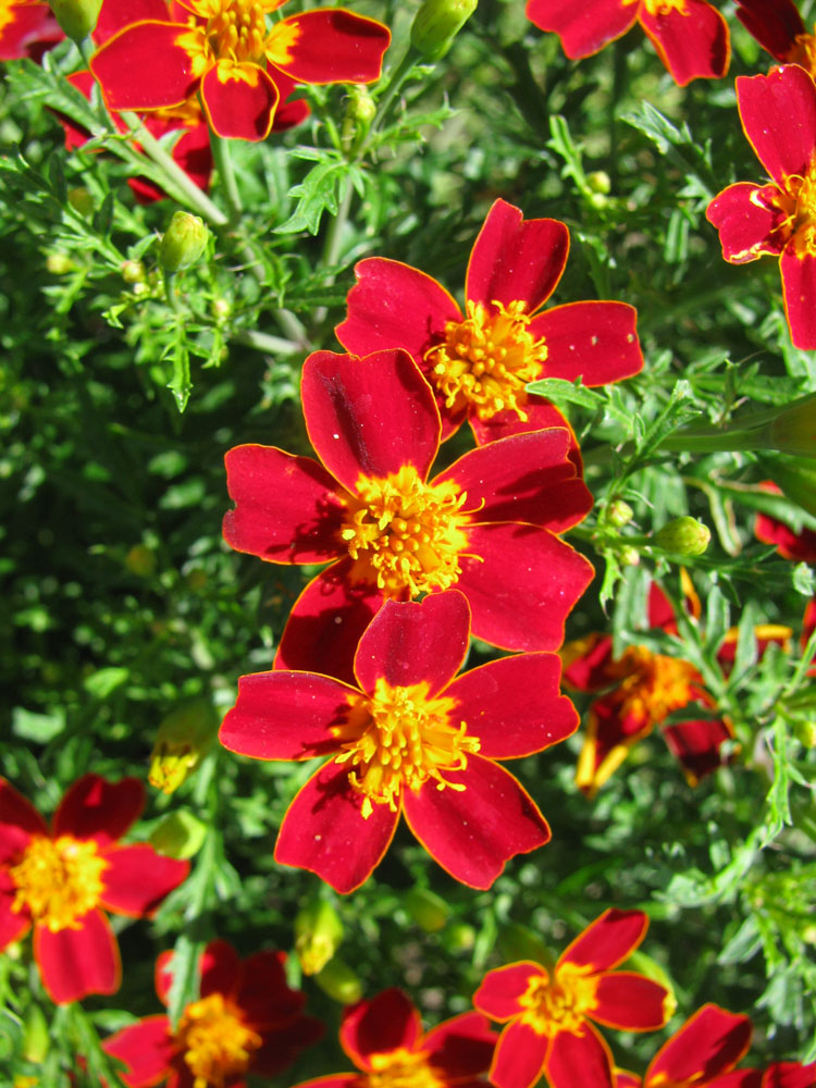 Изображение особи Tagetes tenuifolia.