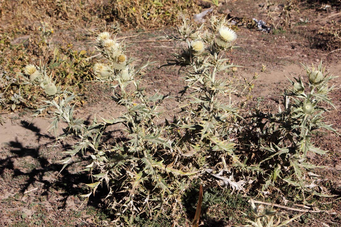 Image of Cirsium turkestanicum specimen.