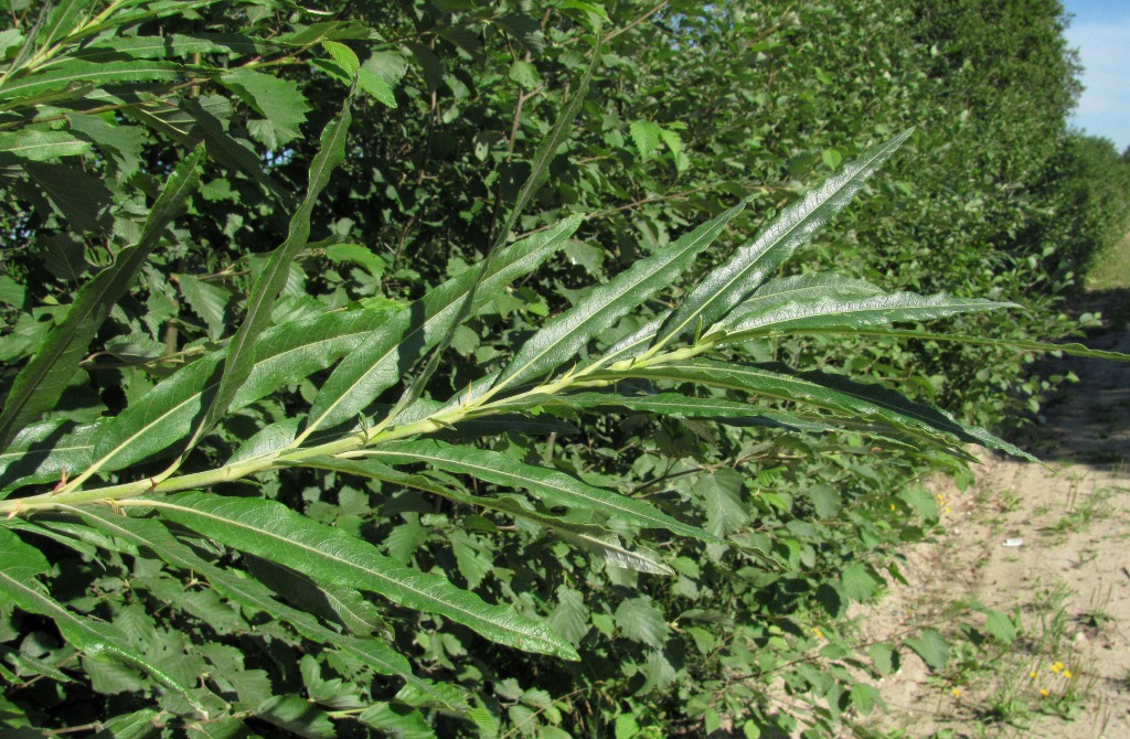 Image of Salix gmelinii specimen.