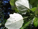 Populus × canescens. Листья взрослого дерева. Ростовская обл., Азовский р-н, окр. с. Кугей. 19.05.2012.