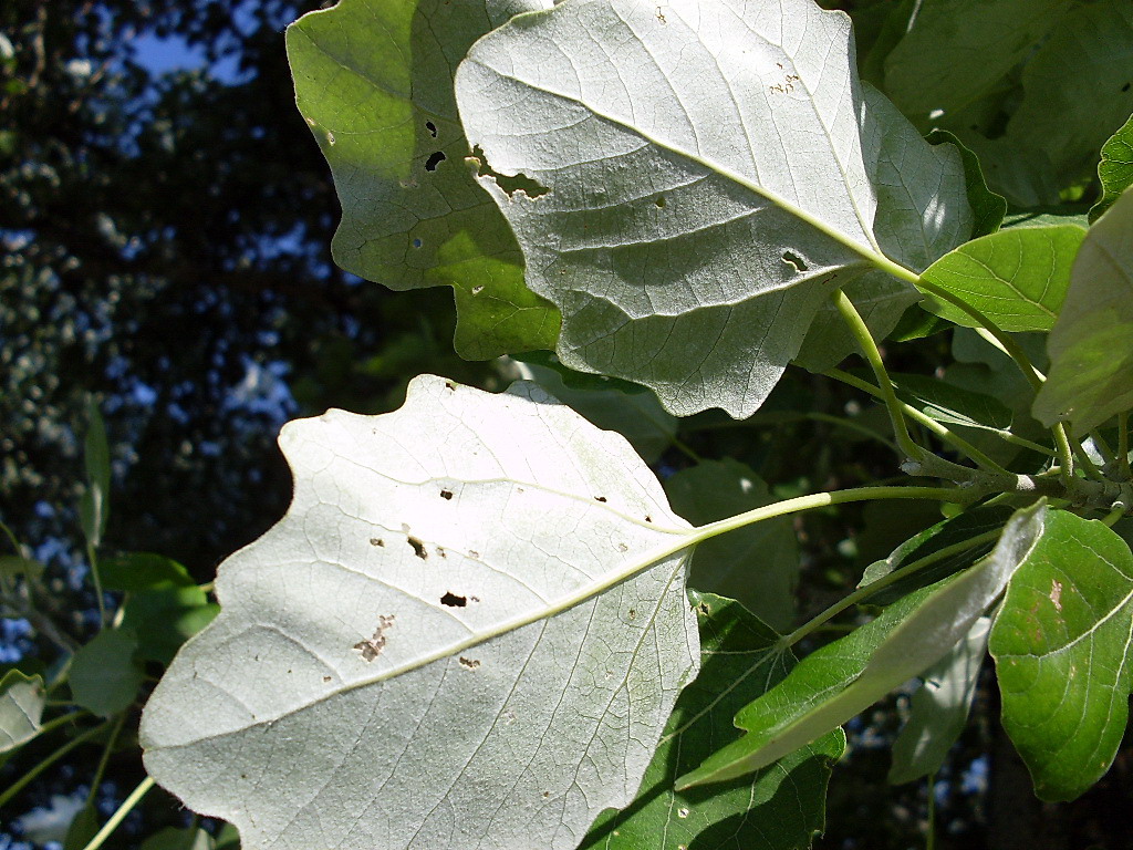 Image of Populus &times; canescens specimen.