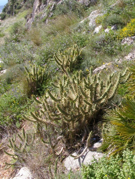 Изображение особи Austrocylindropuntia subulata.