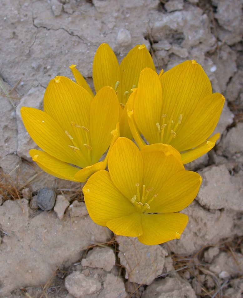 Image of Sternbergia clusiana specimen.