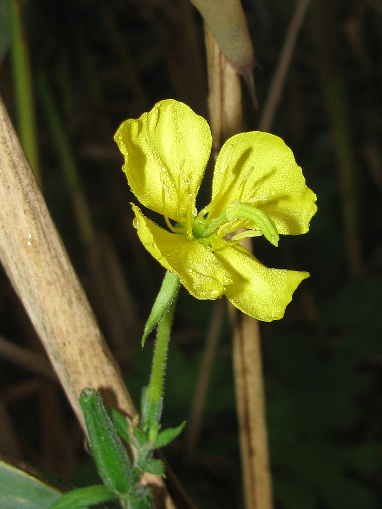 Image of genus Oenothera specimen.