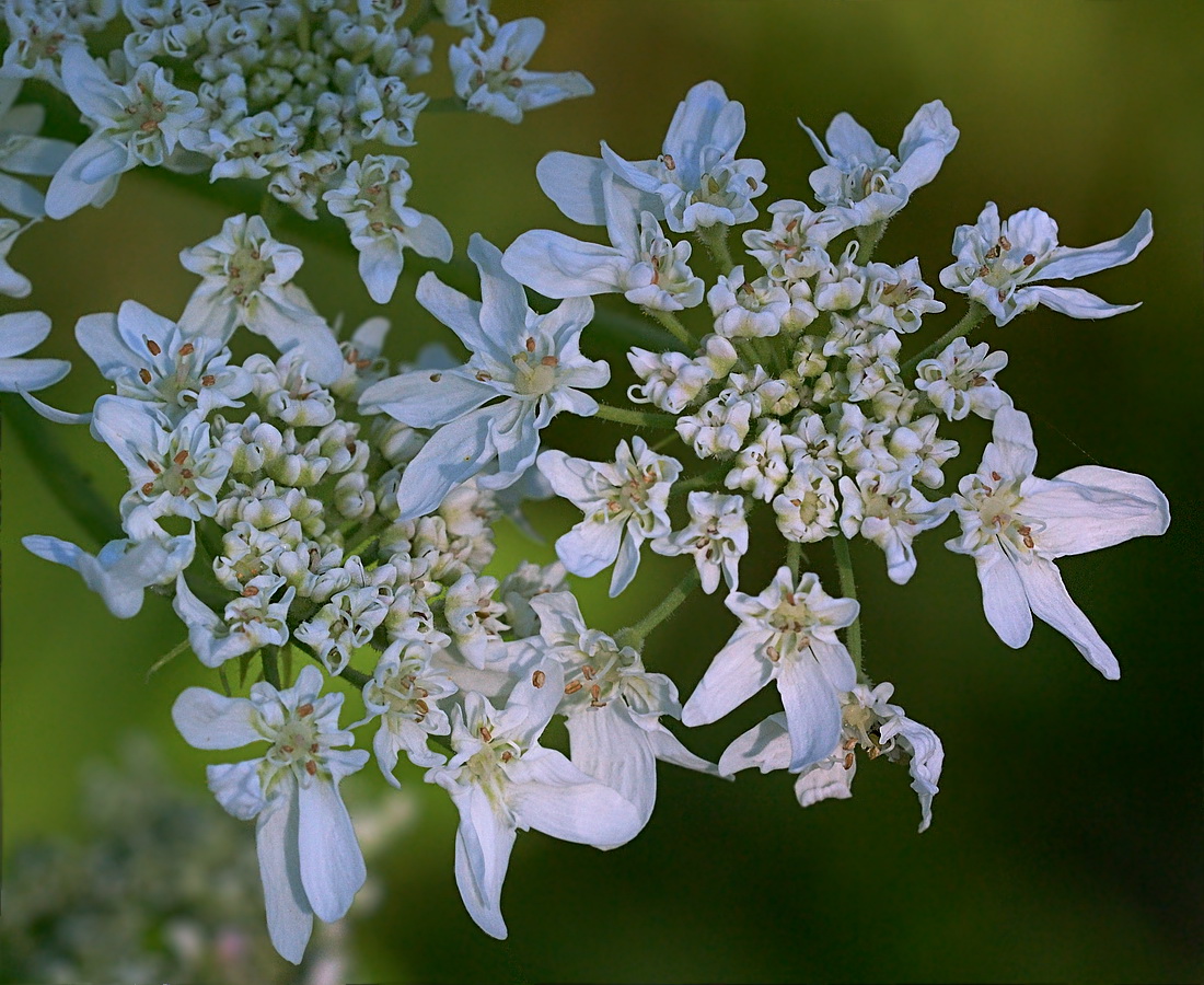 Изображение особи Heracleum sosnowskyi.