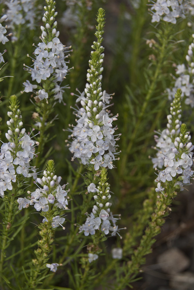 Image of Veronica pinnata specimen.