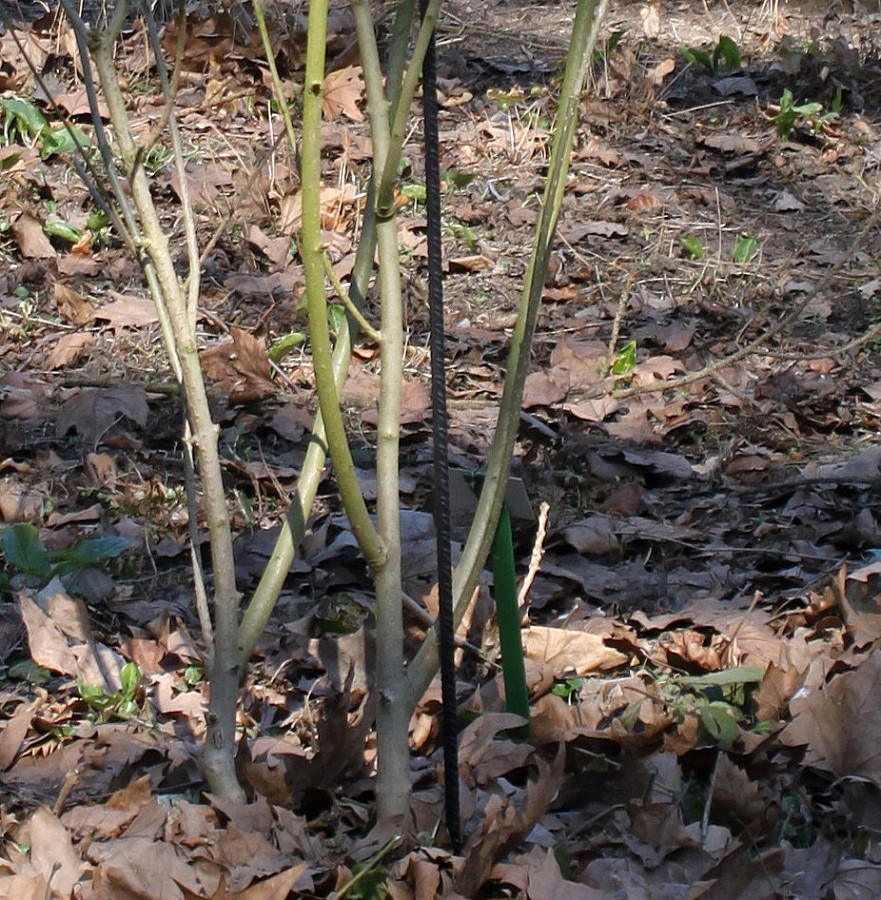 Изображение особи Syringa chinensis.