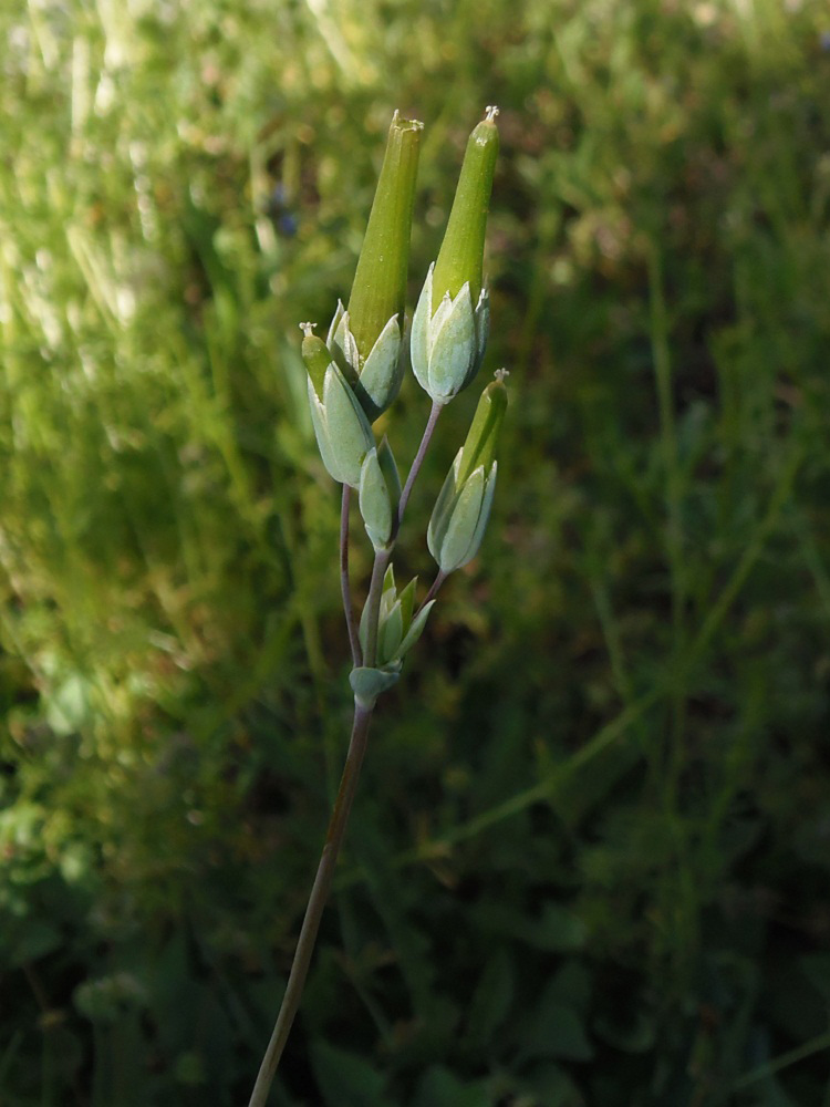 Изображение особи Cerastium perfoliatum.